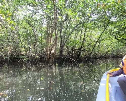 Bintan Mangrove3