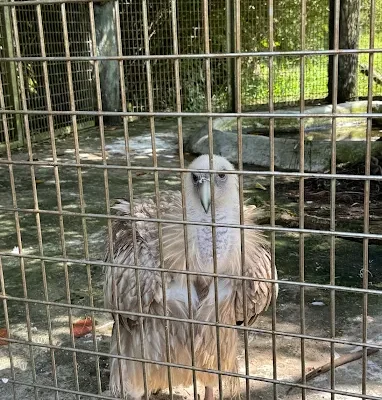 Safari Lagoi10