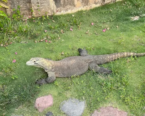 Safari Lagoi13