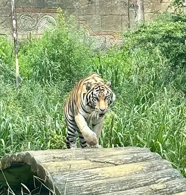 Safari Lagoi8